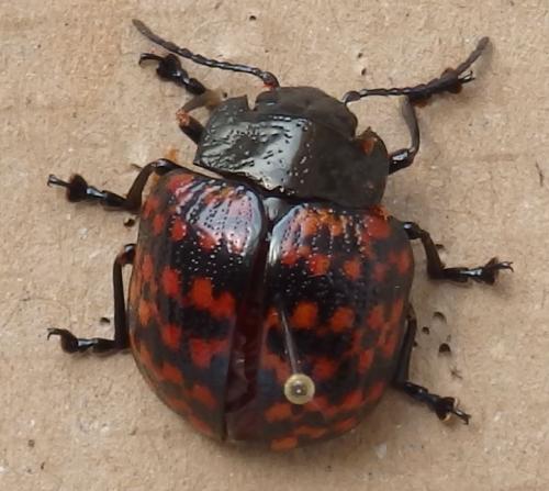 Réf. 221 834 : Platyphora rubropunctata